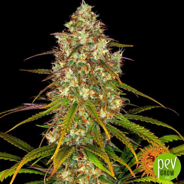 Liberty Haze