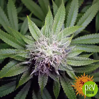 Cookies Kush nőstény magok...