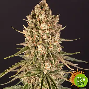 Blue Cheese Feminized...