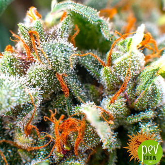Tangerine Dream Barneys Farm