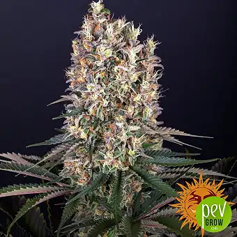Blueberry OG Gefeminiseerde...