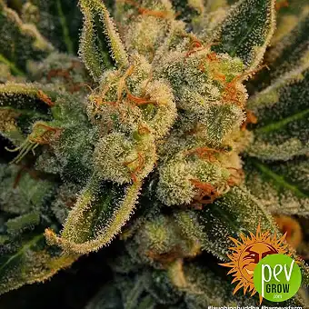 Semi Femminizzati Laughing...