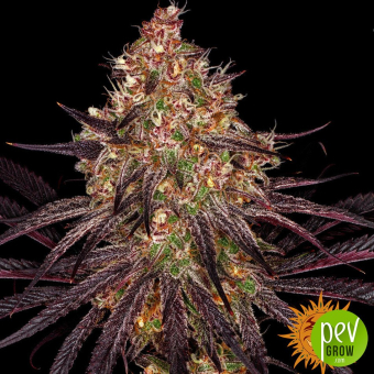 Ayahuasca Purple