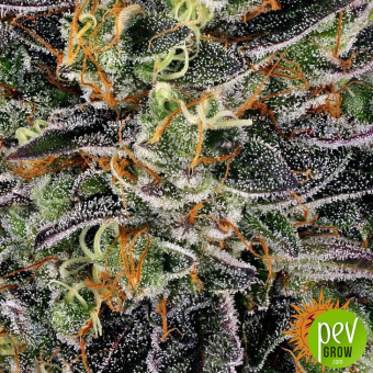 Watermelon Zkittlez