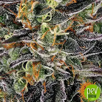 Watermelon Zkittlez –...