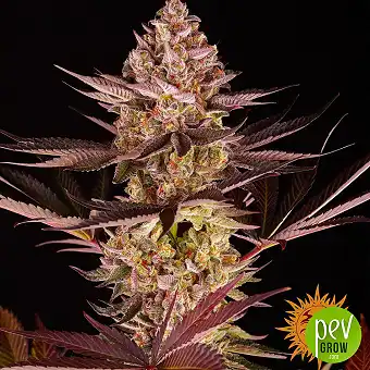 Σπόροι Biscotti Mintz...