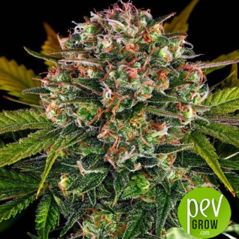 Strawberry Cheesecake Auto