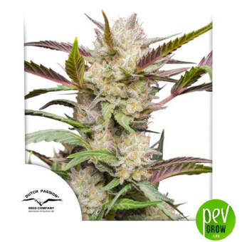 Auto Mimosa Punch Dutch Passion