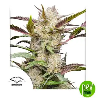 Auto Mimosa Punch da Dutch...