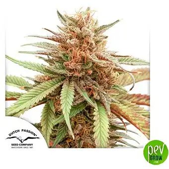 Семена Durban Dew женского...