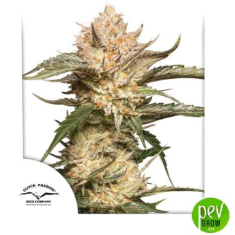 Auto Trichome & Cream