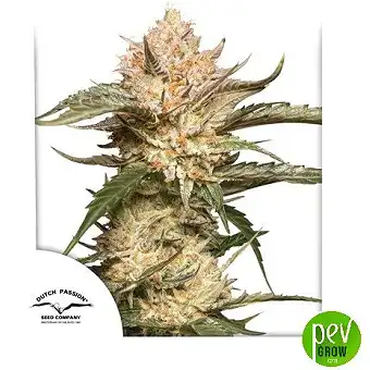 Auto Trichome & Cream –...