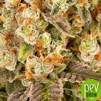 Barneys Farm'dan Banana...