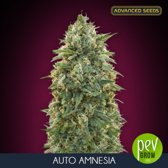 Amnesia Auto Advanced Seeds