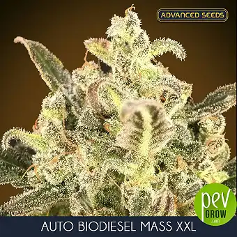 Auto Biodiesel Mass XXL de...