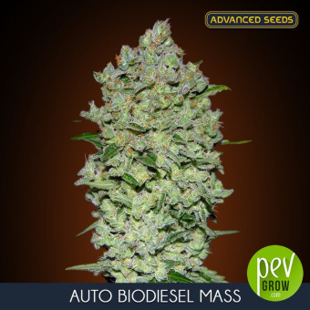 Auto Biodiesel Mass Advanced Seeds