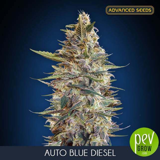 Auto Blue Diesel Advanced Seeds