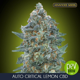Auto Critical Lemon CBD