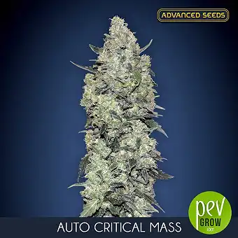 Auto Critical Mass di...