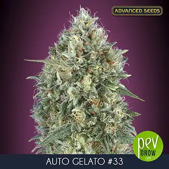 Auto Gelato #33 Advanced...