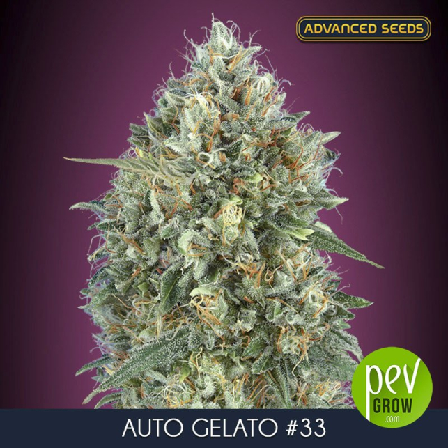 Auto Gelato 33 Advanced Seeds