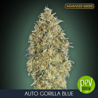 Auto Gorilla Blue Advanced Seeds