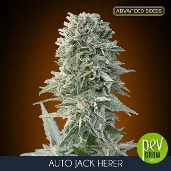 Auto Jack Herer Advanced Seeds