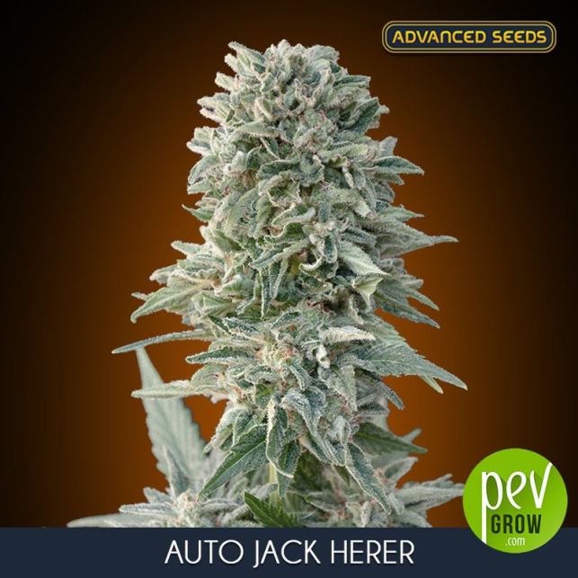 Auto Jack Herer Advanced Seeds