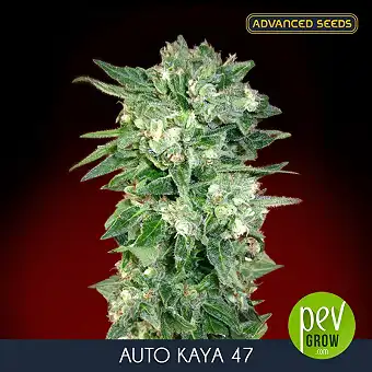 Auto Kaya 47 Advanced Seeds