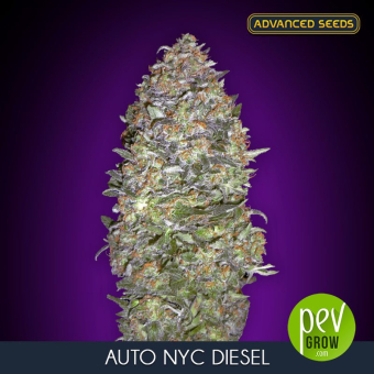Auto NYC Diesel Advanced Seeds
