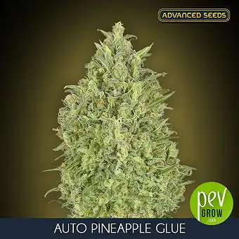 Auto Pineapple Glue av...