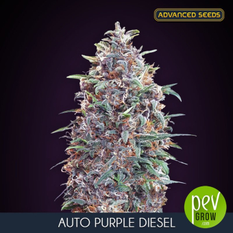 Auto Purple Diesel Advanced Seeds
