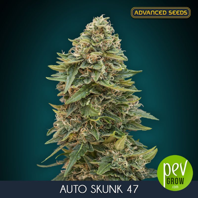 Auto Skunk 47 Advanced Seeds