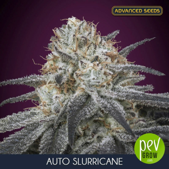 Auto Slurricane - Advanced Seeds