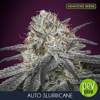 Advanced Seeds'in Auto...