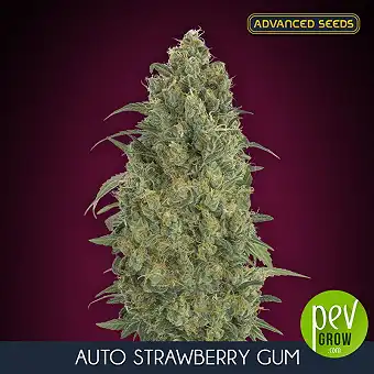 Auto Strawberry Gum di...