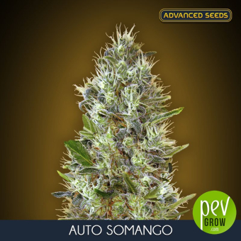Auto Somango Advanced Seeds
