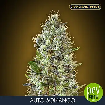 Auto Somango di Advanced...