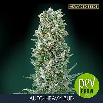 Auto Heavy Bud Advanced Seeds