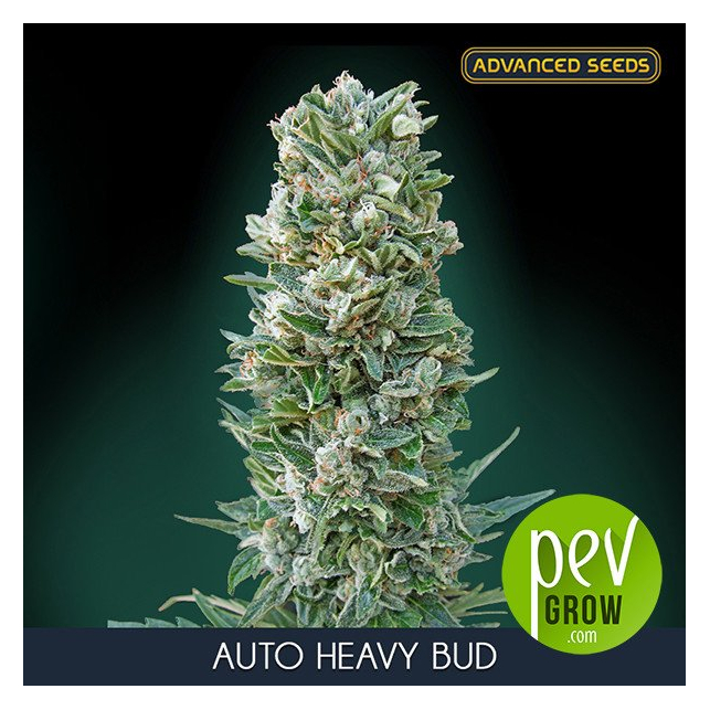 Auto Heavy Bud Advanced Seeds