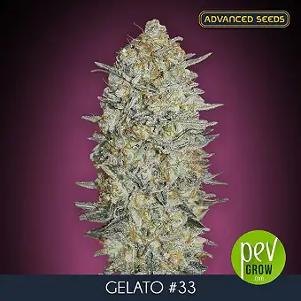 Σπόροι Auto Gelato #33...