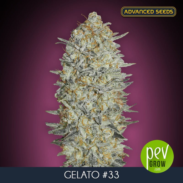 Gelato 33 Advanced Seeds