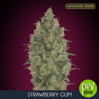 Strawberry Gum Advanced Seeds