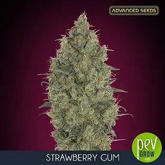 Strawberry Gum feminiserade...