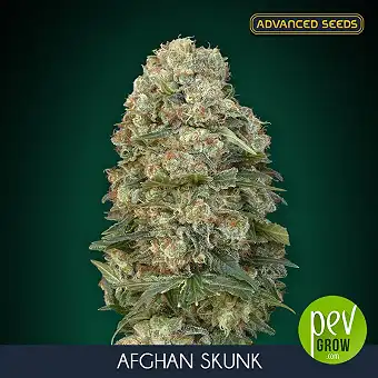 Afghan Skunk Advanced Seeds