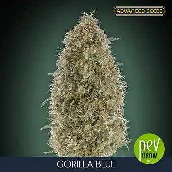 Gorilla Blue feminiserte...