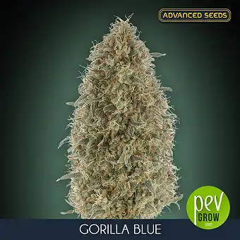 Gorilla Blue Advanced Seeds