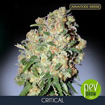 Advanced Seeds'in Critical...