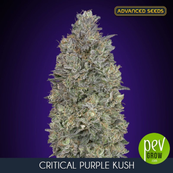 Critical Purple Kush Advanced Seeds