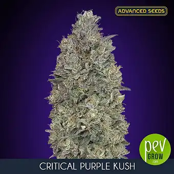 Critical Purple Kush...